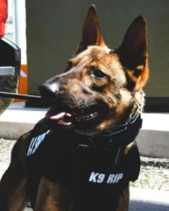 K9 Rip - Salem County Sheriff's Office - New Jersey