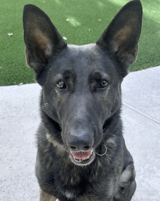 K9 Zeus - Elizabethtown Police Department - Kentucky