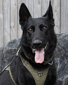 K9 Knight - Chesterfield County Police Department - Virginia